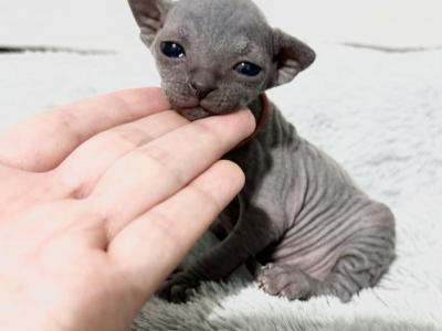 CatLuvCattery - Sphynx - Gallery Photo #1