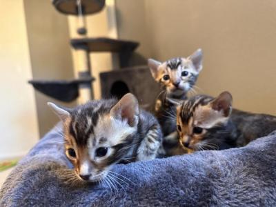 Bengal Litter Spotted And Marbled - Bengal - Gallery Photo #1