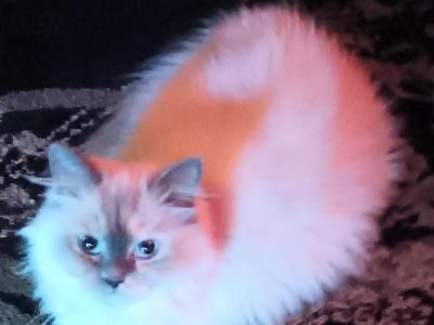 Ragdolls - Ragdoll - Gallery Photo #1