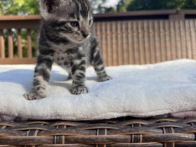 Silver Female - Bengal - Gallery Photo #1