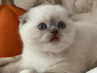 Marshmallow - Scottish Fold - Gallery Photo #1