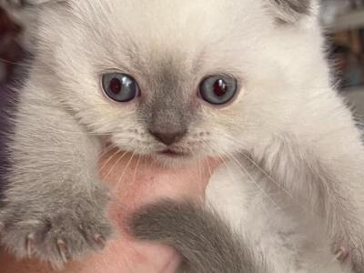 Marshmallow - Scottish Fold - Gallery Photo #1