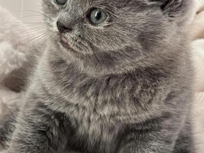 Lola - British Shorthair - Gallery Photo #1