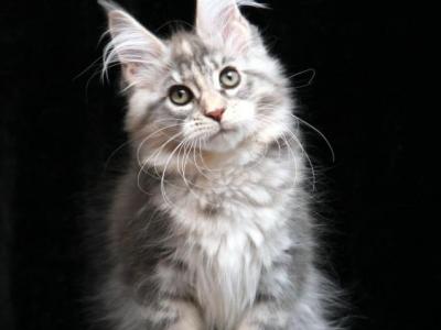 Esmiralda - Maine Coon - Gallery Photo #1