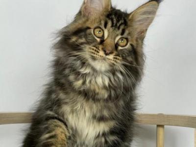 Maine Coon Kittens - Maine Coon - Gallery Photo #1