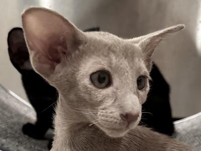 Female Lilac Oriental Shorthair OSH Kitten - Oriental - Gallery Photo #1