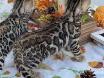 Bengal Beautys - Bengal - Gallery Photo #1