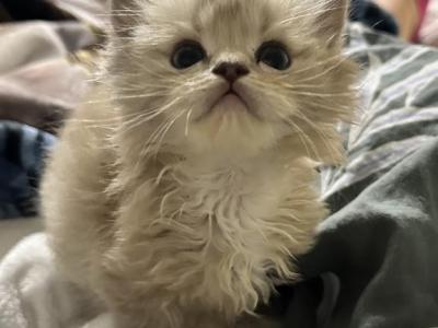 Seal Mitted Ragdoll - Ragdoll - Gallery Photo #1