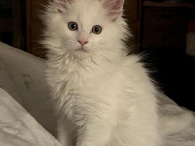 Maine Coon Male Kitten - Maine Coon - Gallery Photo #1