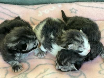 Maine Coon Kittens - Maine Coon - Gallery Photo #1