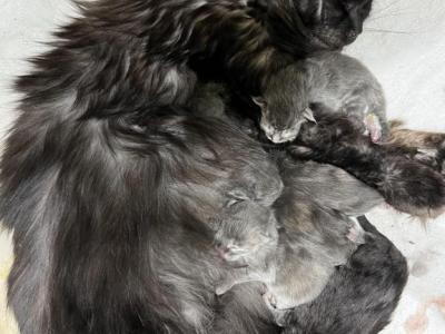 Registered Maine Coon Kittens - Maine Coon - Gallery Photo #1