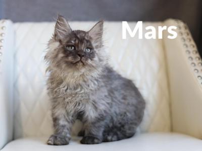 Planets Litter - Maine Coon - Gallery Photo #1