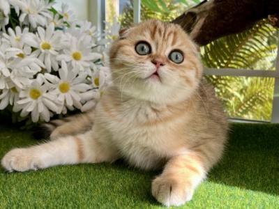 Lily - Scottish Fold - Gallery Photo #1