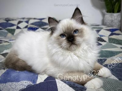 Ariana - Ragdoll - Gallery Photo #1