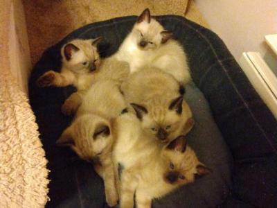 Macie's Kittens - Siamese - Gallery Photo #1