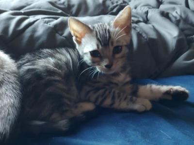 Rowan - Bengal - Gallery Photo #1