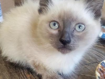 Blue Point Siamese Male - Siamese - Gallery Photo #1