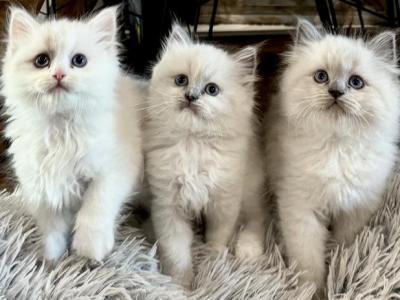 Ragdoll Designer Crossbreed Purrdoll Kittens - Persian - Gallery Photo #1