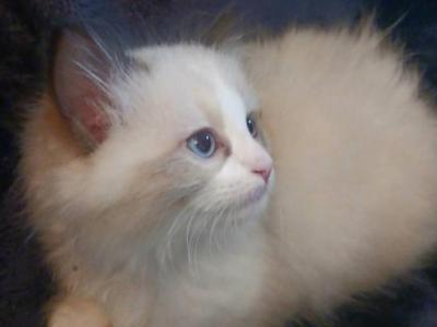 Chloe's Kittens - Ragdoll - Gallery Photo #1