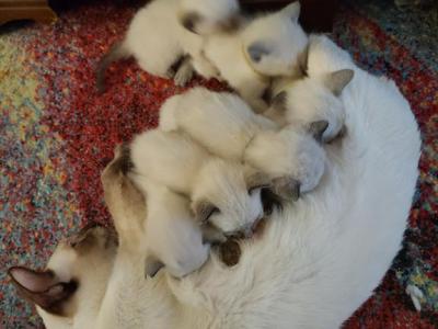 Thanksgiving Siamese Kittens - Siamese - Gallery Photo #1