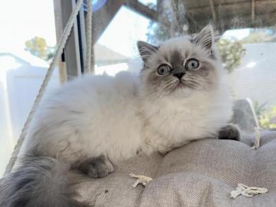 Fiona And Shrek - Persian - Gallery Photo #1