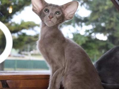 Ilai Marbleficent Cattery - Peterbald - Gallery Photo #1