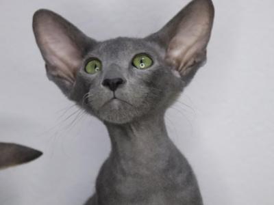 Iggy Marbleficent Cattery - Peterbald - Gallery Photo #1