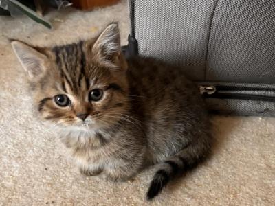 Tabby Boy - Minuet - Gallery Photo #1