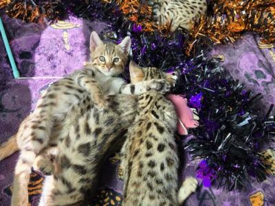 Halloween Bengal Kittens - Bengal - Gallery Photo #1