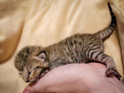 Bengal Kittens Ready For Adoption - Bengal - Gallery Photo #1