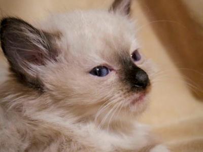 Ragdoll Kittens Ready For Adoption - Ragdoll - Gallery Photo #1