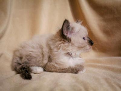 Snow Maine Coon Ragdoll Kittens Now Available - Maine Coon - Gallery Photo #1