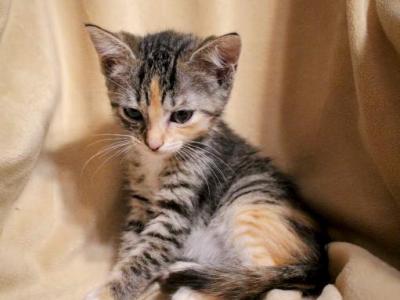 Calico Bengal Kittens Available For Adoption - Bengal - Gallery Photo #1