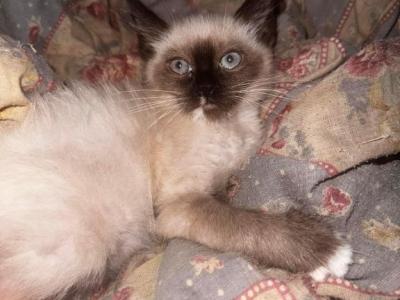 Zira The Sweet Kitty - Siamese - Gallery Photo #1