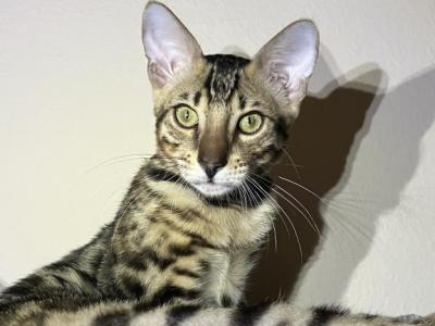 Green Eyed Theo - Bengal - Gallery Photo #1