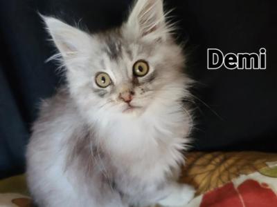 Demi - Maine Coon - Gallery Photo #1