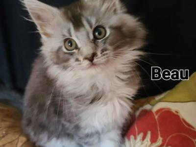 Beau - Maine Coon - Gallery Photo #1