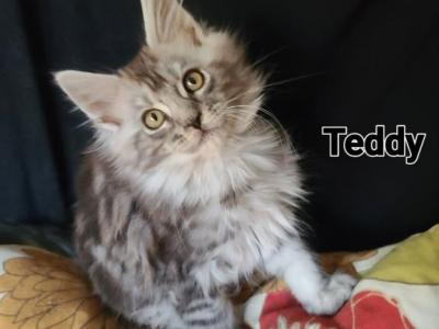 Teddy - Maine Coon - Gallery Photo #1