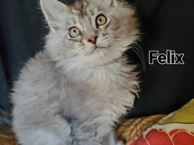 Felix - Maine Coon - Gallery Photo #1