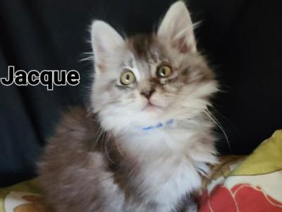 Jacque - Maine Coon - Gallery Photo #1