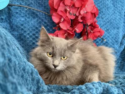 Russian Blue And Ragdoll Mix - Russian Blue - Gallery Photo #1