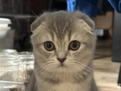 Scottish Fold Girl Jamie - Scottish Fold - Gallery Photo #1