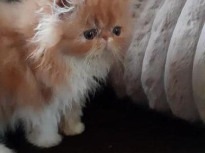 Beautiful Persian Kitten FRANÇOIS - Persian - Gallery Photo #1