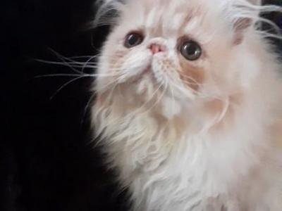 Beautiful Persian Kitten EIFFEL - Persian - Gallery Photo #1