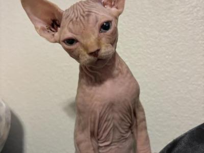 Biscuit - Sphynx - Gallery Photo #1