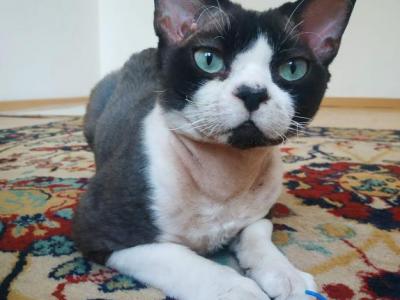 Felipe - Devon Rex - Gallery Photo #1