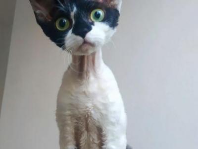 Fantasy - Devon Rex - Gallery Photo #1