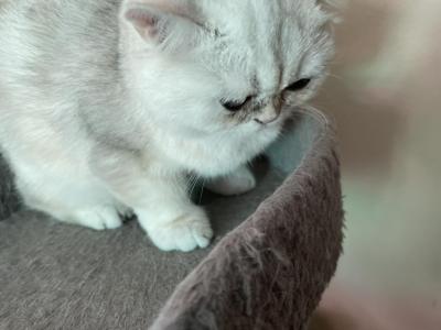 Mark - British Shorthair - Gallery Photo #1