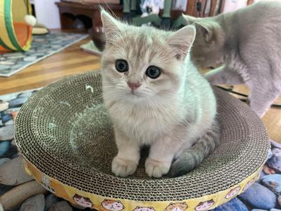 Maxi - British Shorthair - Gallery Photo #1