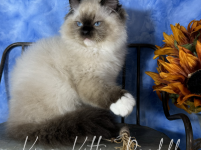 Sawyer - Ragdoll - Gallery Photo #1